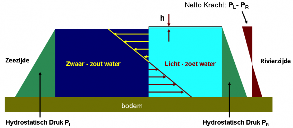 Afbeelding 2. Links in het zwaarder wegende (zoute) water neemt de waterdruk (groene driehoek) sneller toe dan rechts in het lichtere (zoete) water. Voor evenwicht is rechts een geringe waterstandverhoging (h) nodig. Het verschil tussen de waterdrukken levert de drukverdeling (bruine driehoeken) welke de geschetste uitwisselingsstroming (pijlen) aandrijft (Friocourt e.a. 2012).