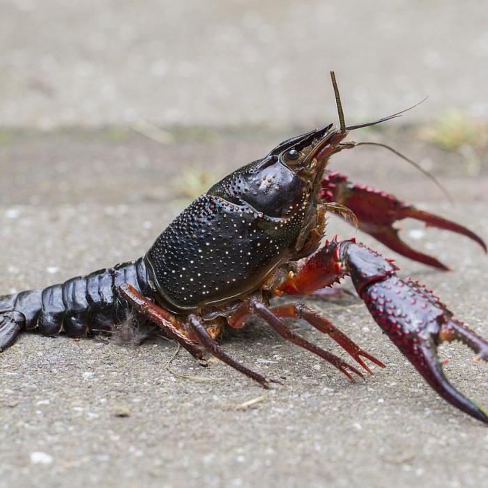 Bron foto: Luc Hoogenstein,Wikimedia Commons (Creative Commons Attribution-Share Alike 4.0 International license)