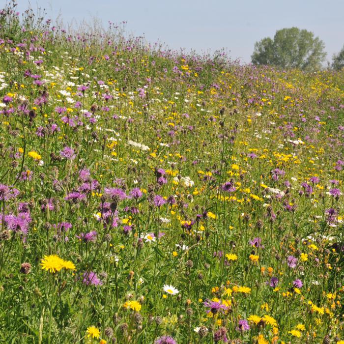 bloemrijke dijken