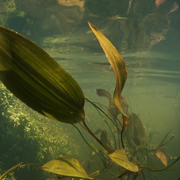 Foto van onderwaterleven in Nederland