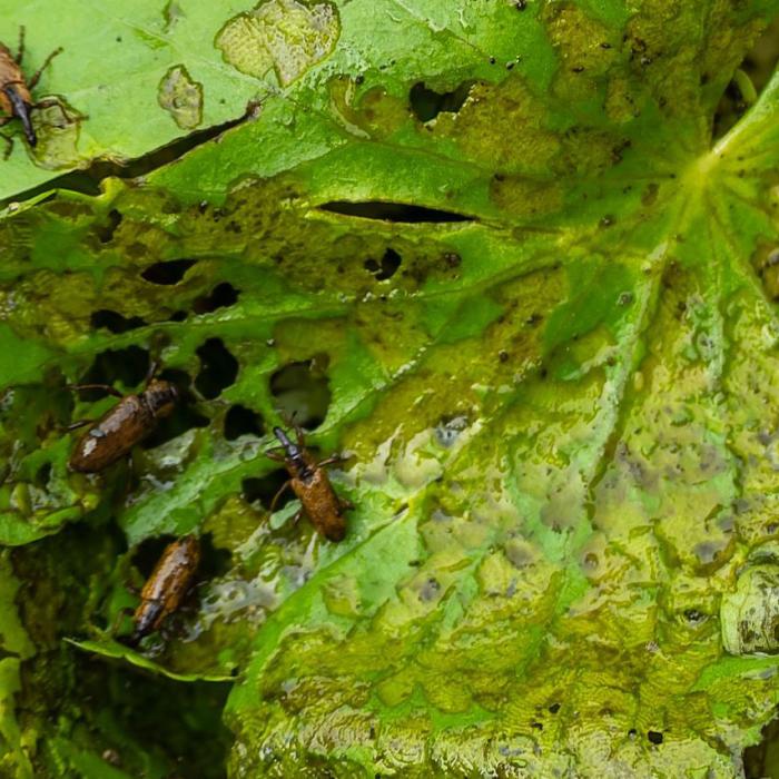 Snuitkevers op blad