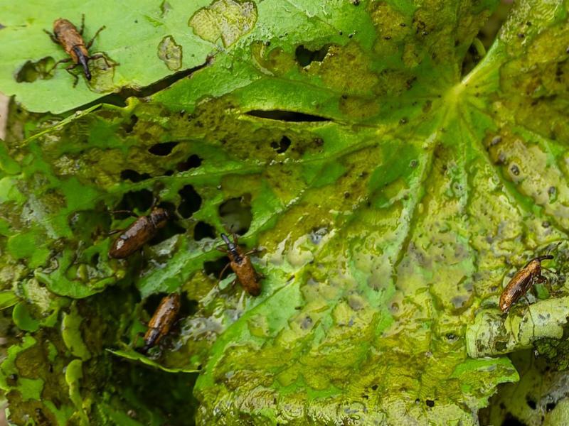 Snuitkevers op blad