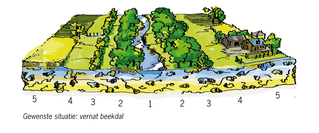 Figuur 2. Inrichting van een beekdal volgens het 5B-concept (Verdonschot, 2010)