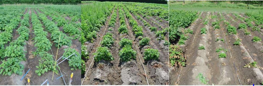 Foto van aardappelpopulaties in zoete (links) en zoute omstandigheden (midden en rechts) (Heselmans et al., 2017).