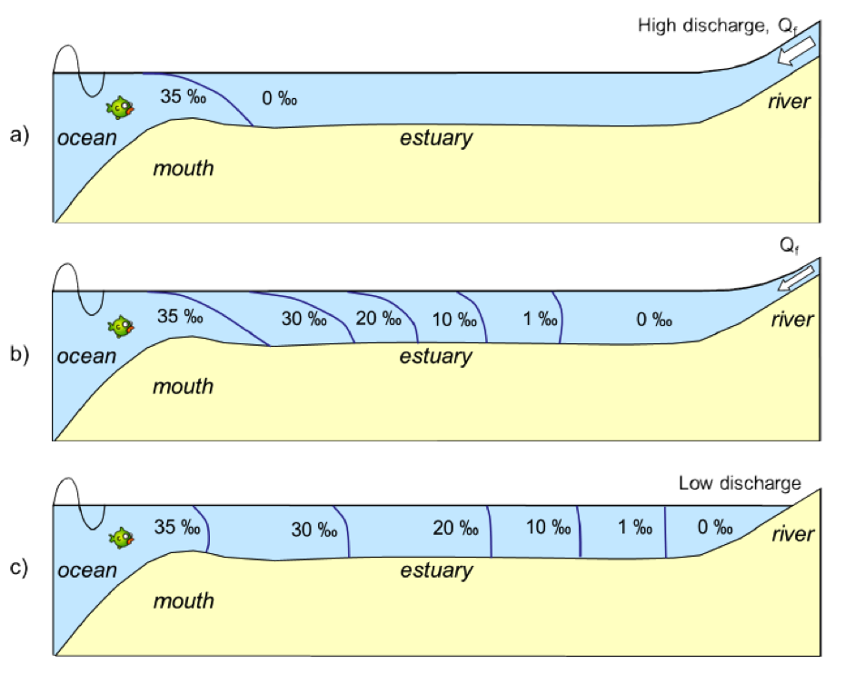 Afbeelding 4. Doorsnede van zoutgehaltes in een gelaagd estuarium (a), een deels gelaagd estuarium (b), en een goed gemengd estuarium (c) (Savenije, 2012).