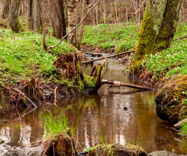 Foto van een beek door het bos