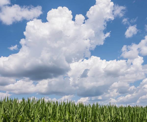 Foto van maisveld onder een wolkenhemel